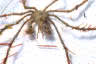 Spider (Macropodia) Crab 